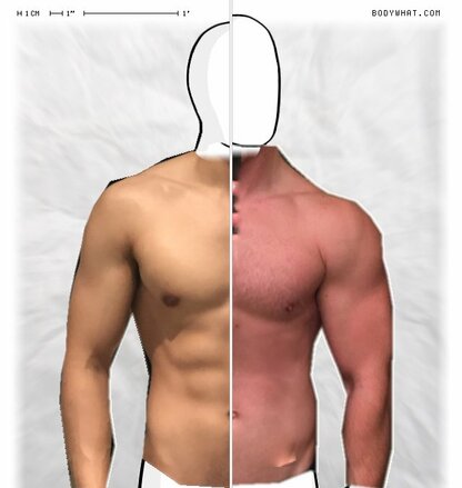 Torso Comparison