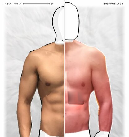 Torso Comparison