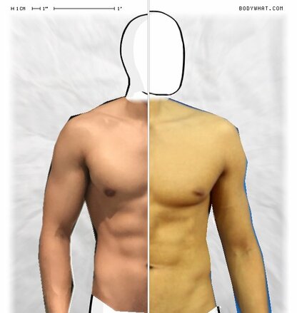 Torso Comparison