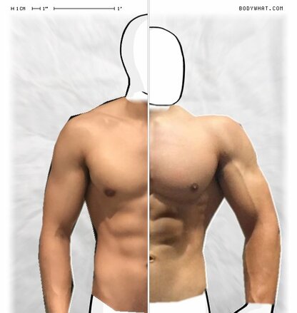 Torso Comparison