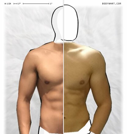 Torso Comparison