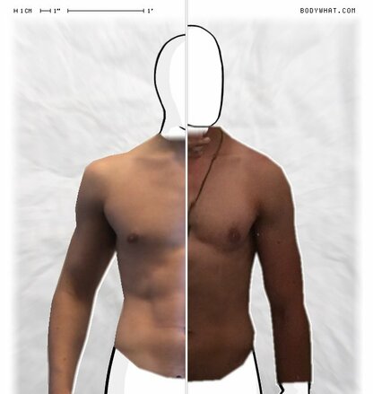 Torso Comparison