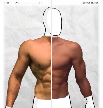 Torso Comparison