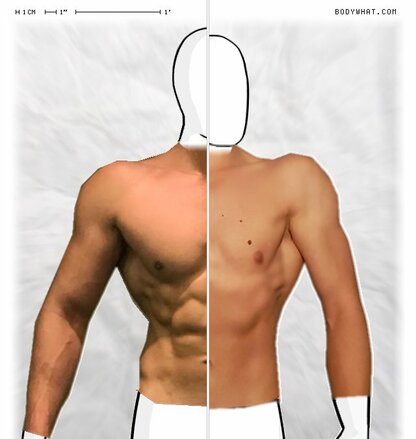 Torso Comparison