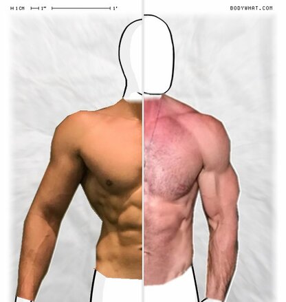 Torso Comparison