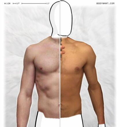 Torso Comparison