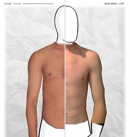 Torso Comparison