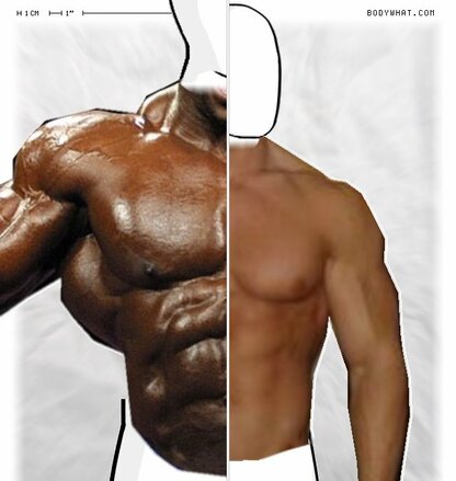Torso Comparison