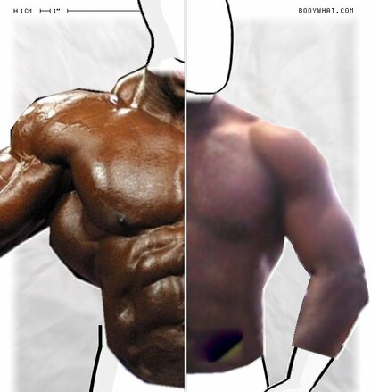 Torso Comparison