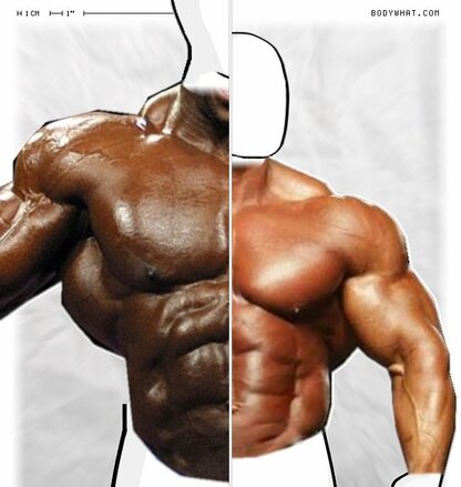 Torso Comparison