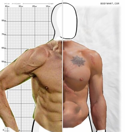 Torso Comparison