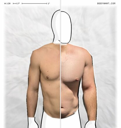 Torso Comparison