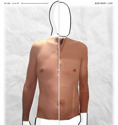 Torso Comparison