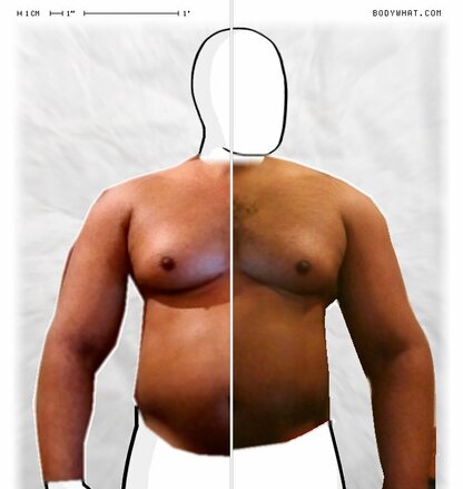 Torso Comparison