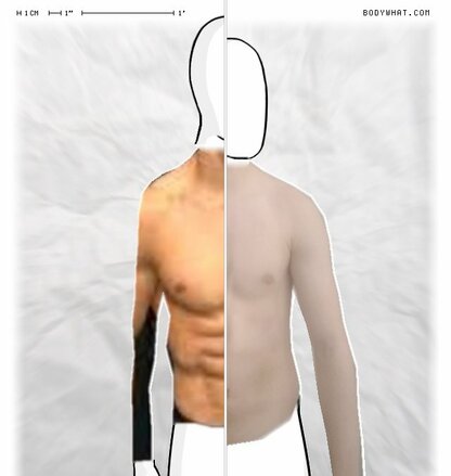 Torso Comparison