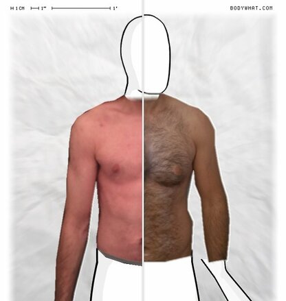 Torso Comparison