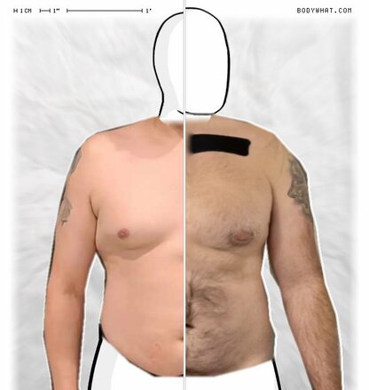 Torso Comparison