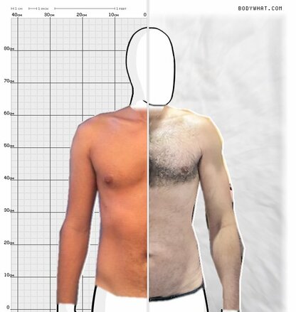 Torso Comparison