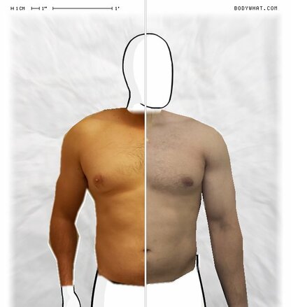 Torso Comparison