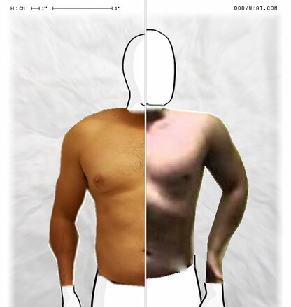 Torso Comparison