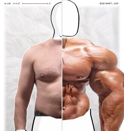 Torso Comparison