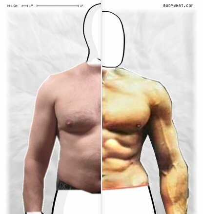 Torso Comparison