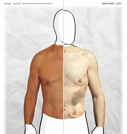 Torso Comparison