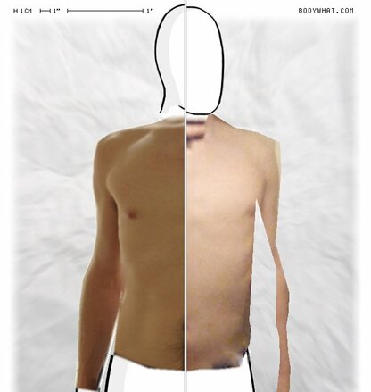 Torso Comparison