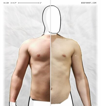 Torso Comparison