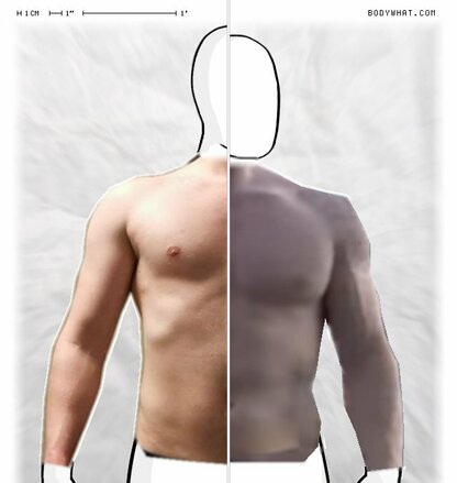 Torso Comparison