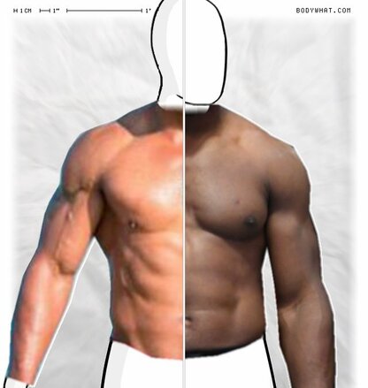 Torso Comparison