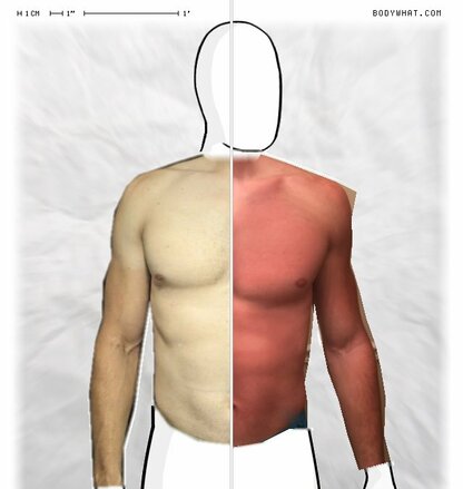 Torso Comparison