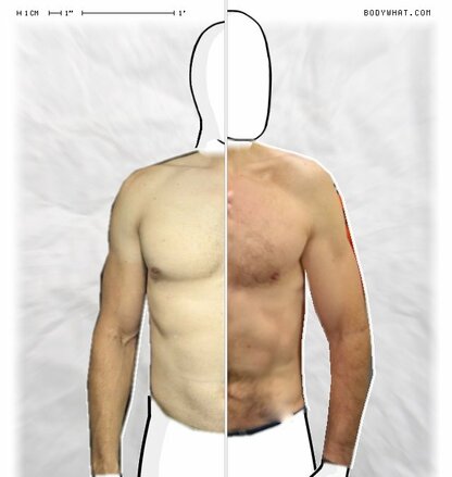 Torso Comparison