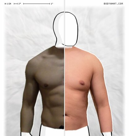 Torso Comparison