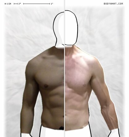 Torso Comparison