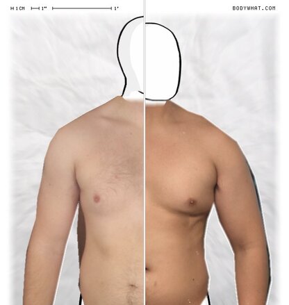Torso Comparison