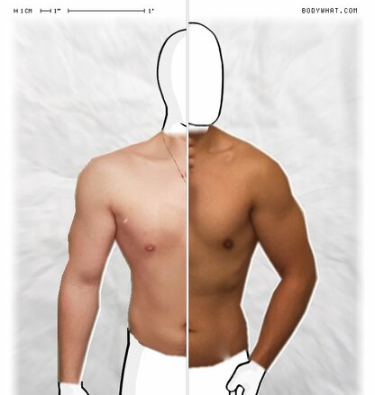 Torso Comparison