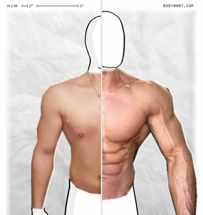 Torso Comparison