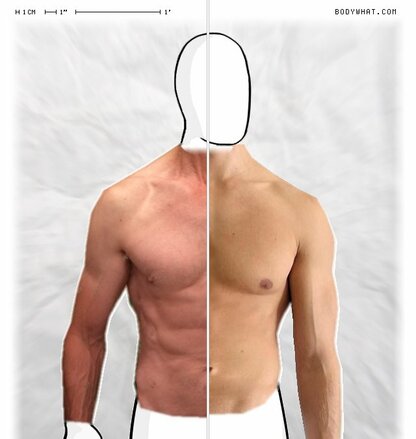 Torso Comparison