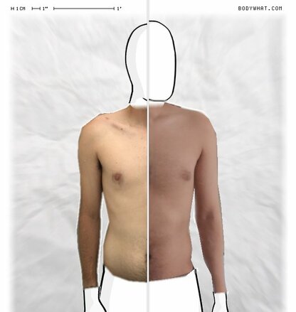 Torso Comparison