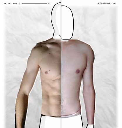 Torso Comparison