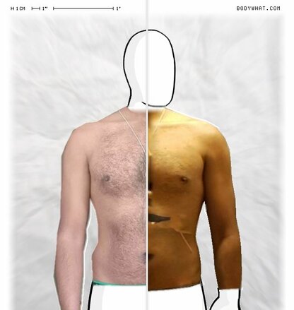 Torso Comparison