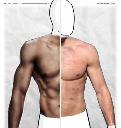 Torso Comparison