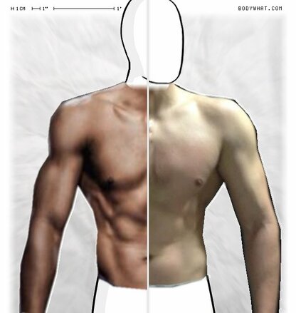 Torso Comparison