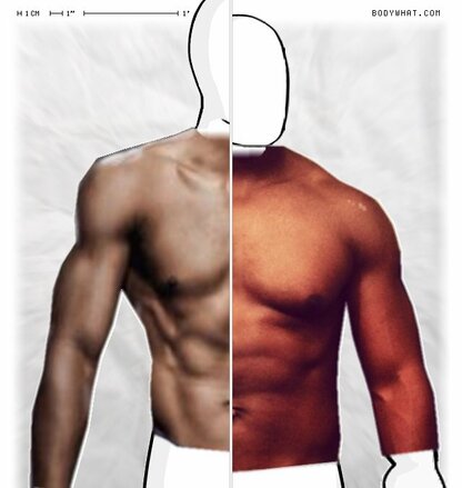 Torso Comparison