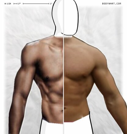 Torso Comparison