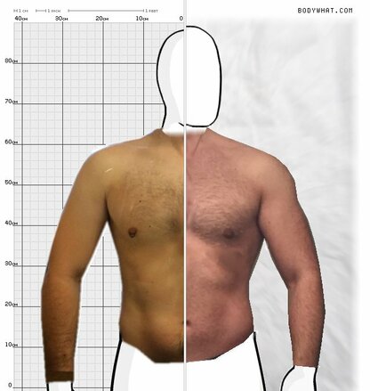 Torso Comparison