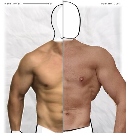 Torso Comparison