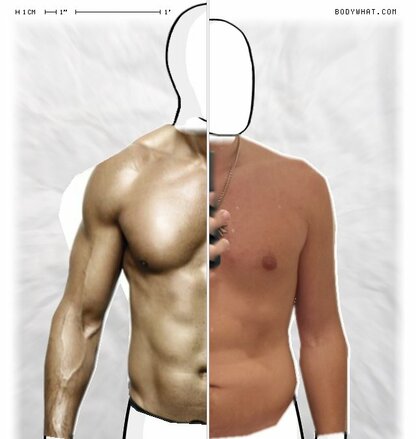 Torso Comparison