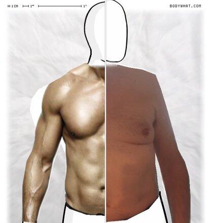 Torso Comparison